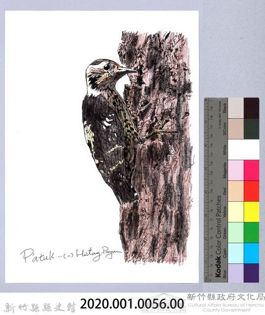 泰雅文物畫冊1-58小赤啄木藏品圖，第2張