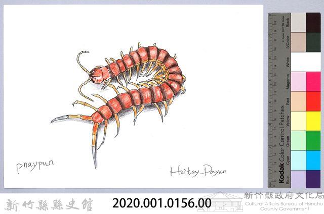 泰雅文物畫冊1-154蜈蚣藏品圖，第2張
