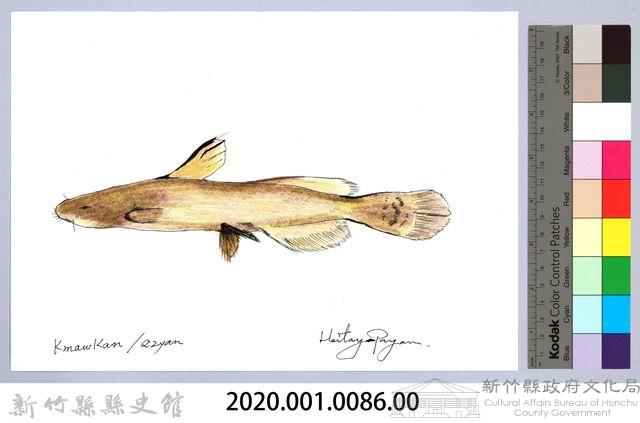 泰雅文物畫冊1-88鯰魚-1藏品圖，第2張