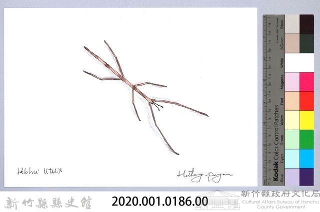 泰雅文物畫冊1-187雙色皮竹節蟲藏品圖，第2張