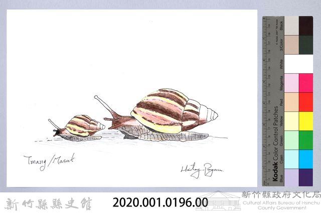 泰雅文物畫冊2-非洲大蝸牛藏品圖，第2張