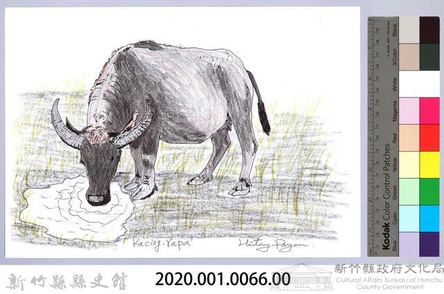 泰雅文物畫冊1-68水牛藏品圖，第2張