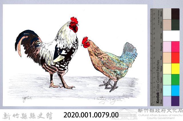 泰雅文物畫冊1-81雞藏品圖，第2張