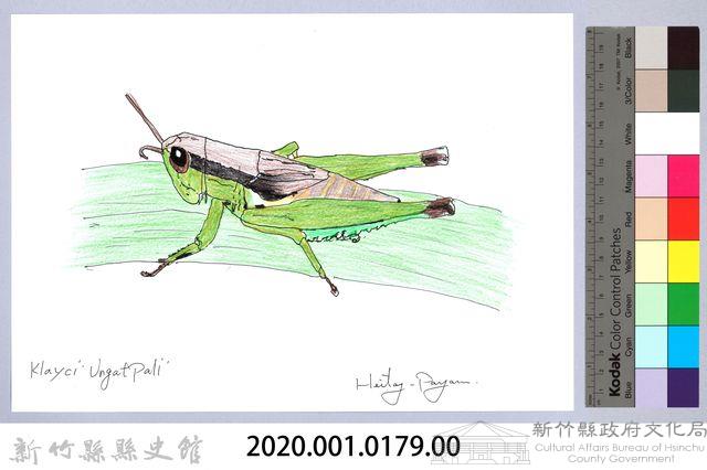 泰雅文物畫冊1-180小翅稻蝗藏品圖，第2張