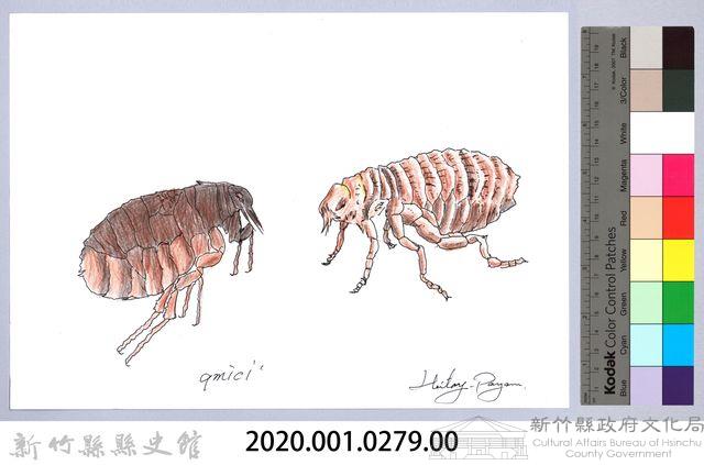 泰雅文物畫冊3-34跳蚤藏品圖，第2張