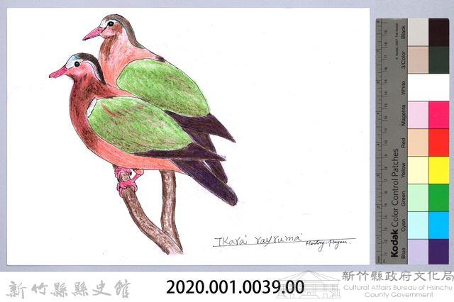 泰雅文物畫冊1-40翠翼鳩藏品圖，第2張