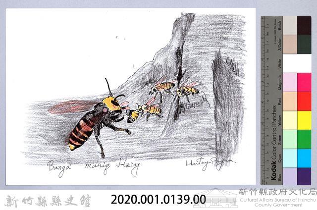 泰雅文物畫冊1-105帝王蜂捕食蜜蜂藏品圖，第2張