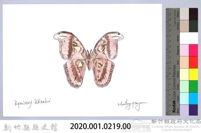 泰雅文物畫冊2-31琉璃蛺蝶藏品圖，第2張