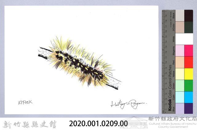 泰雅文物畫冊2-21臺灣黃毒蛾幼蟲藏品圖，第2張