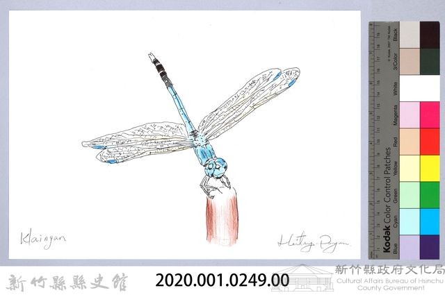 泰雅文物畫冊3-3白刀蜻蜓藏品圖，第2張