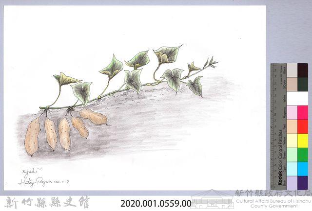 黑帶巴彥畫冊-66作物耕種：甘藷藏品圖，第2張
