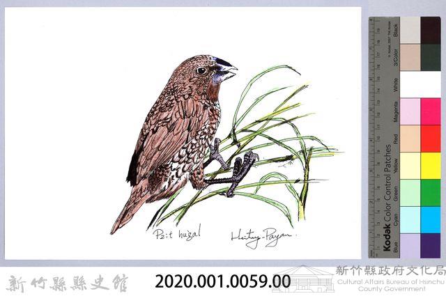 泰雅文物畫冊1-61斑文鳥藏品圖，第2張