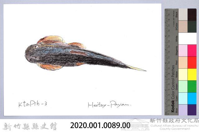 泰雅文物畫冊1-91台東間爬岩鰍-2藏品圖，第2張