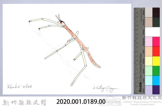 泰雅文物畫冊2-1臺灣長肛竹節蟲藏品圖，第2張