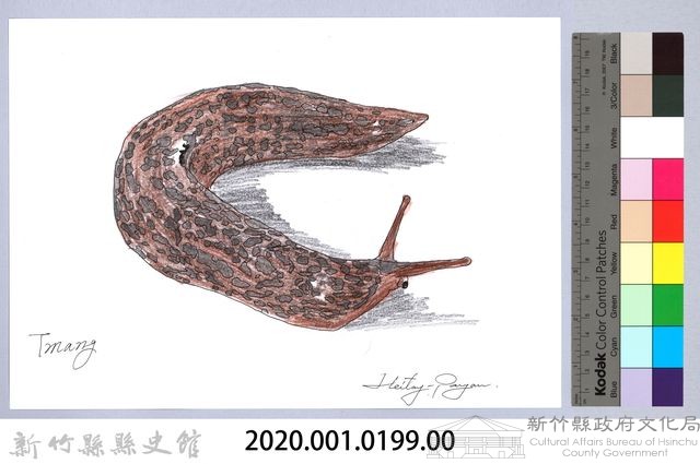 泰雅文物畫冊2-11網紋野蛞蝓-1藏品圖，第2張