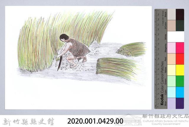 泰雅族的建築史：房屋篇-2茅草取得與加工1：割茅草藏品圖，第2張