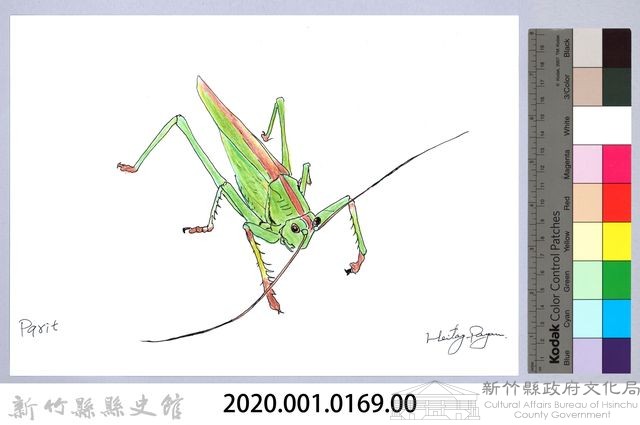泰雅文物畫冊1-170臺灣棘腳蟴藏品圖，第2張