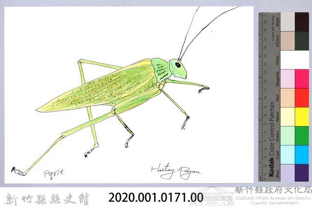 泰雅文物畫冊1-172切葉糙頸蟴藏品圖，第2張