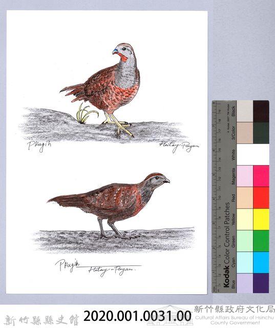 泰雅文物畫冊1-32竹雞藏品圖，第2張