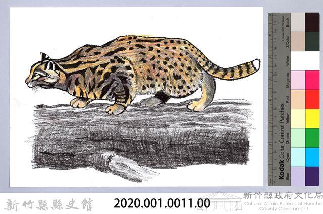 泰雅文物畫冊1-11石虎藏品圖，第2張