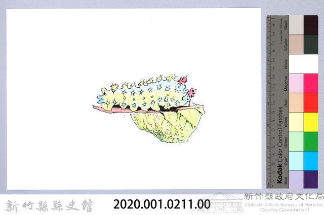 泰雅文物畫冊2-23三色刺蛾幼蟲藏品圖，第2張