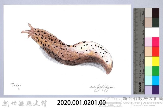 泰雅文物畫冊2-13山蛞蝓藏品圖，第2張