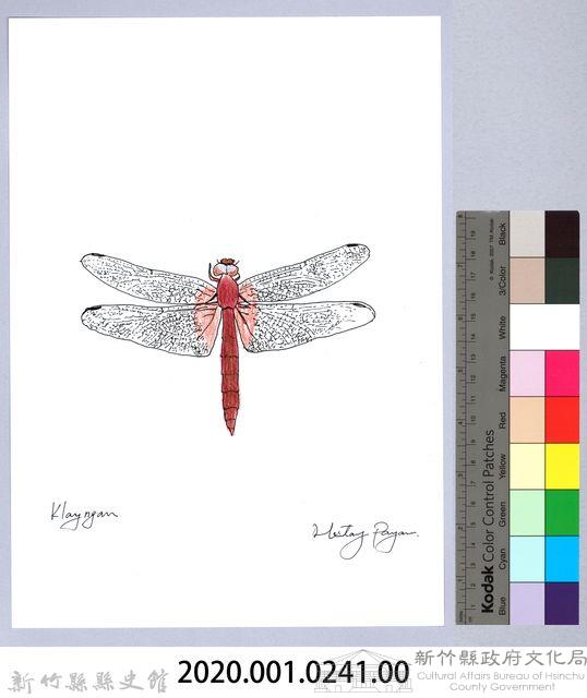 泰雅文物畫冊2-53褐基蜻蜓藏品圖，第2張