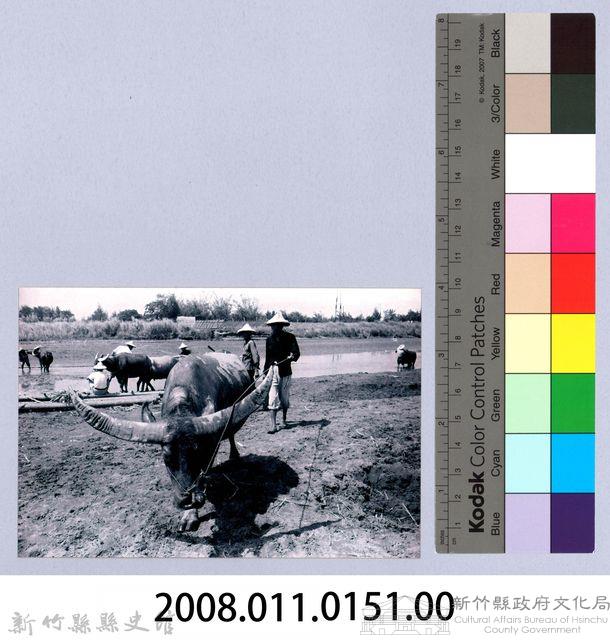 鄧雨賢相關照片142：水牛藏品圖，第2張