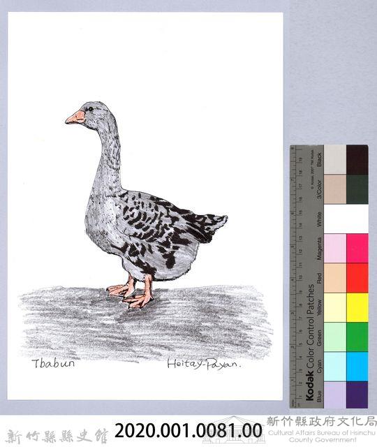 泰雅文物畫冊1-83灰雁藏品圖，第2張