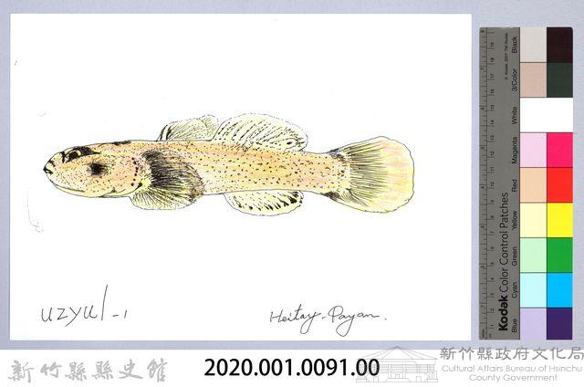 泰雅文物畫冊1-93明潭吻鰕虎藏品圖，第2張