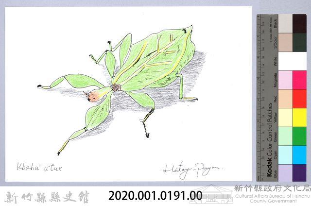 泰雅文物畫冊2-3綠大齒螳藏品圖，第2張