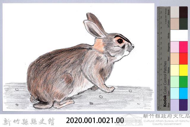 泰雅文物畫冊1-21台灣野兔藏品圖，第2張