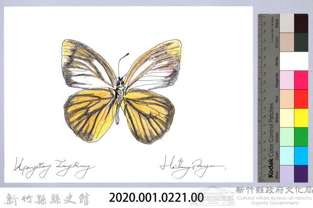 泰雅文物畫冊2-33大鳳蝶-1藏品圖，第2張