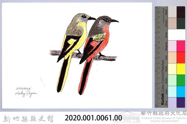 泰雅文物畫冊1-63灰喉山椒鳥藏品圖，第2張