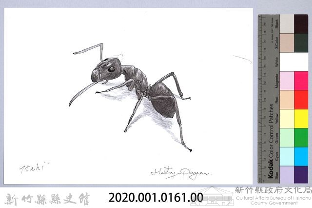 泰雅文物畫冊1-162勤勉舉尾家蟻藏品圖，第2張