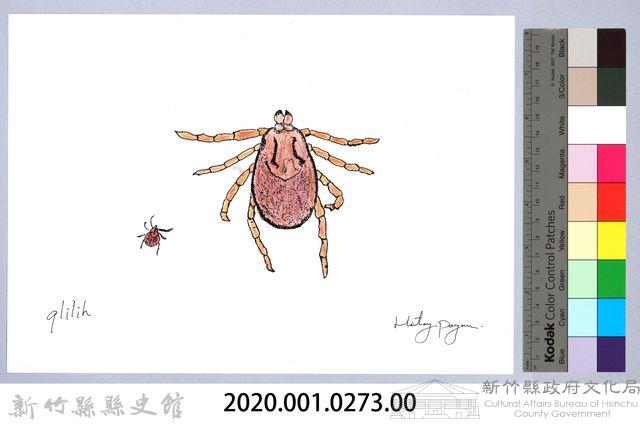 泰雅文物畫冊3-28硬蜱藏品圖，第2張