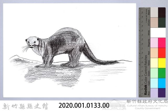 泰雅文物畫冊1-190水獺藏品圖，第2張