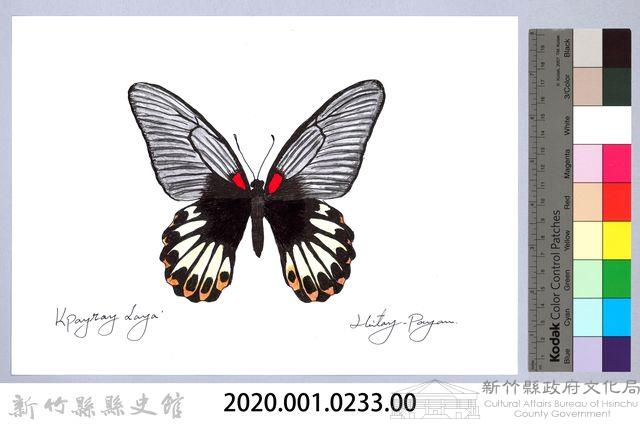 泰雅文物畫冊2-45黃裙豔粉蝶藏品圖，第2張