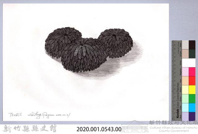 黑帶巴彥畫冊-26穀類收割4：日曬小米藏品圖，第2張