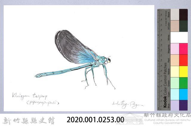 泰雅文物畫冊3-7簾格鼓蟌藏品圖，第2張