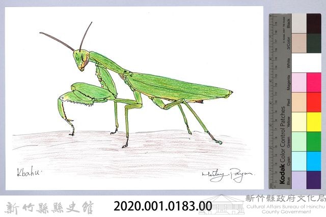 泰雅文物畫冊1-184寬腹螳螂藏品圖，第2張