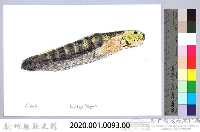 泰雅文物畫冊1-95七星鱧藏品圖，第2張