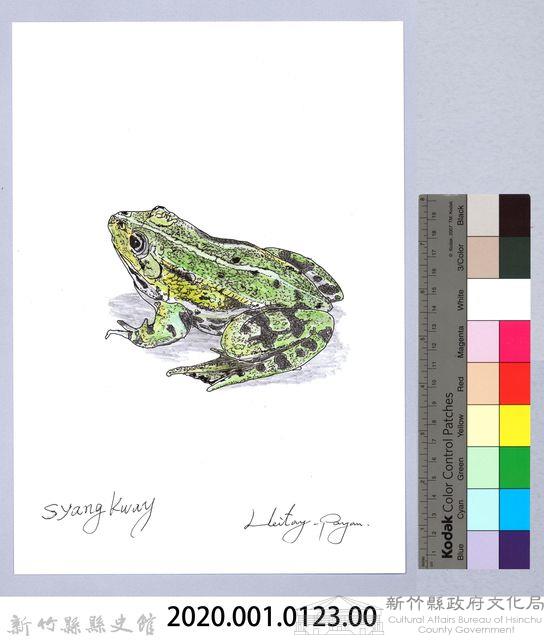 泰雅文物畫冊1-141腹斑蛙藏品圖，第2張