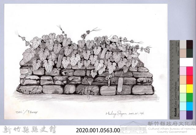 黑帶巴彥畫冊-70作物耕種：絲瓜藏品圖，第2張