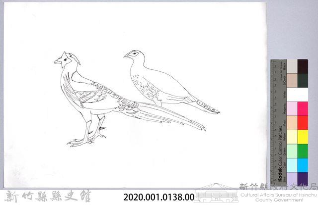 黑帶巴彥圖稿-9藍腹鷴草稿藏品圖，第2張