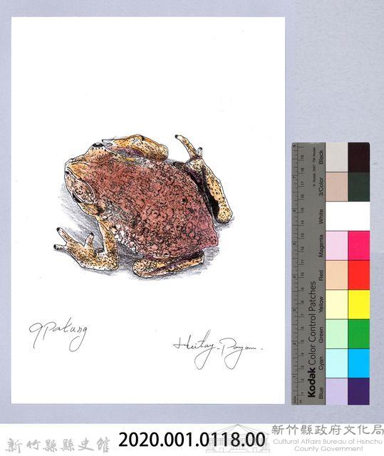 泰雅文物畫冊1-136黑眶蟾蜍-2藏品圖，第2張