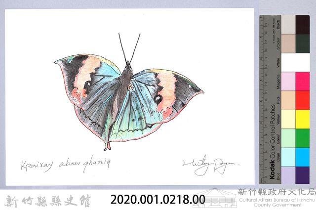 泰雅文物畫冊2-30枯葉蝶-2藏品圖，第2張