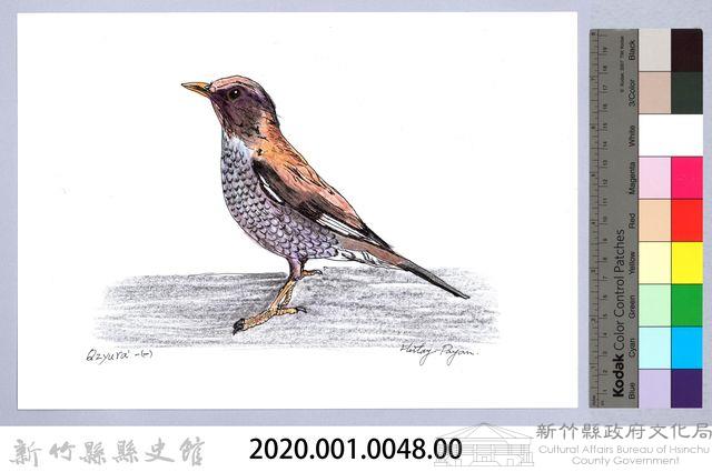 泰雅文物畫冊1-50白腹鶇藏品圖，第2張