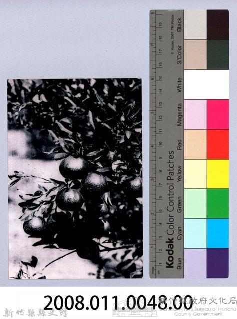 鄧雨賢相關照片39：柑橘藏品圖，第2張