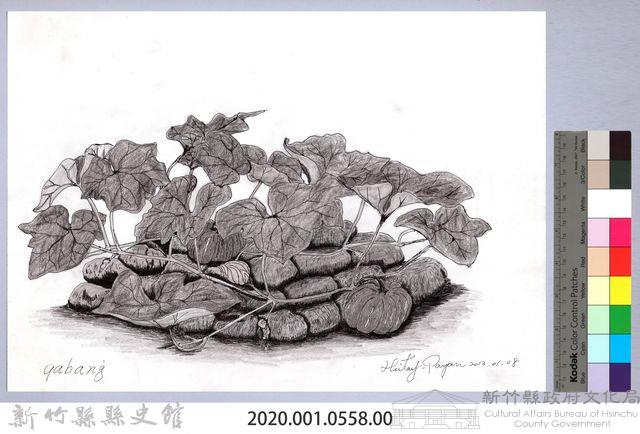 黑帶巴彥畫冊-65作物耕種：南瓜藏品圖，第2張